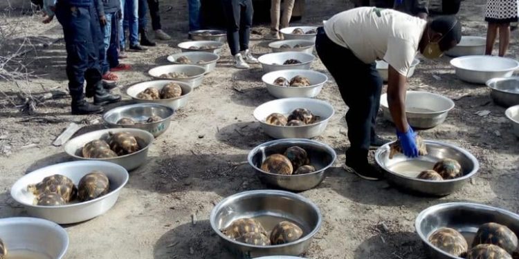 ENVIRONNEMENT – 1 000 tortues (sokake) vont retrouver leur refuge dans une aire protégée à Beloha dans l&rsquo;Androy
