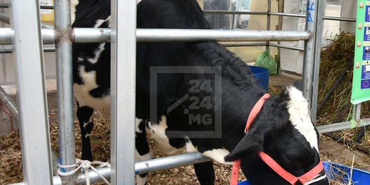 ELEVAGE – L&rsquo;Etat annonce l&rsquo;importation de 160 vaches normandes et la transformation du parc bovin de Kianjasoa en parc de quarantaine