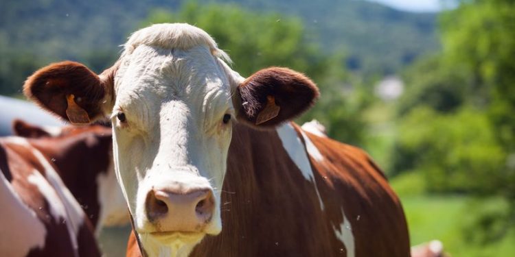 ELEVAGE – Une coopérative française retenue pour la fourniture de 165 vaches laitières normandes et montbéliardes à Madagascar
