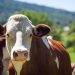 ELEVAGE – Une coopérative française retenue pour la fourniture de 165 vaches laitières normandes et montbéliardes à Madagascar