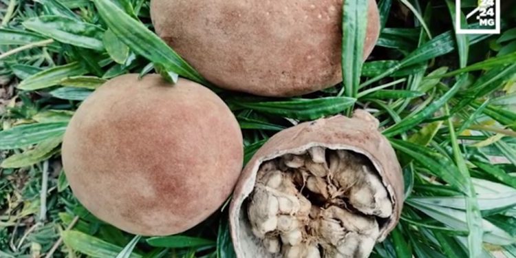 NUTRITION – Le fruit de baobab s&rsquo;invite dans les cuisines et les salles de bains