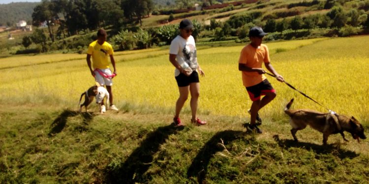 RANDONNEE – La troisième édition de la balade canine prévue ce dimanche à Alakamisy Fenoarivo