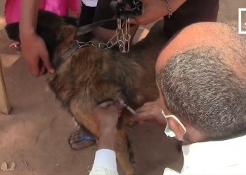 LUTTE CONTRE LA RAGE – Madagascar recense 20.000 hospitalisations par an pour morsures de chiens