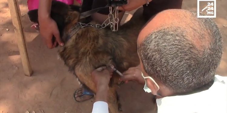 LUTTE CONTRE LA RAGE – Madagascar recense 20.000 hospitalisations par an pour morsures de chiens