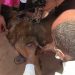 LUTTE CONTRE LA RAGE – Madagascar recense 20.000 hospitalisations par an pour morsures de chiens