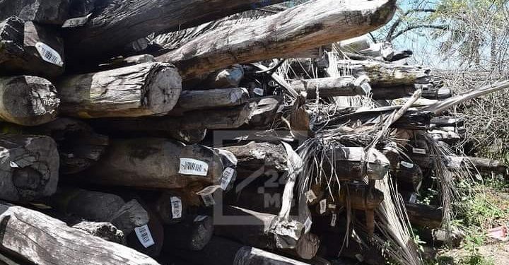 ENVIRONNEMENT – Baomiavotse Vahinala Raharinirina dénonce ce qu&rsquo;elle qualifie de velléités de manifestations contre les mesures de tolérance zéro que son ministère met en place sur le trafic illicite de bois précieux