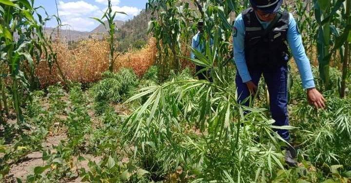 LUTTE CONTRE LA DROGUE – La gendarmerie nationale détruit des plants de cannabis à Miadanandriana Itasy
