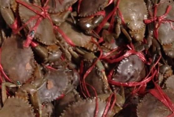 PÊCHE – Fermeture de la saison d&rsquo;exploitation des crabes de mangrove à partir du 16 Octobre jusqu&rsquo;au 15 Décembre