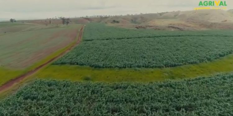 Acteur du développement territorial, AGRIVAL propose de l’alimentation animale couvrant 15 espèces et offre plusieurs gammes de produit (MAFONJA / TOMBO / FENO).