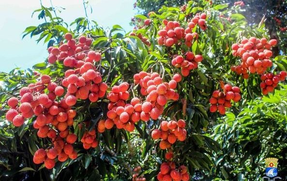 COMMERCE – La région Atsinanana s&rsquo;active en vue de la campagne de litchis qui s&rsquo;ouvre le 17 Novembre à 16h