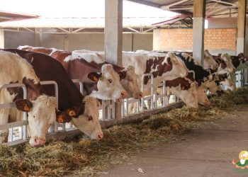 EPIZOOTIE – Les bovins du Vakinankaratra atteints d&rsquo;hémoparasites, selon le ministère de l&rsquo;Agriculture et de l&rsquo;élevage