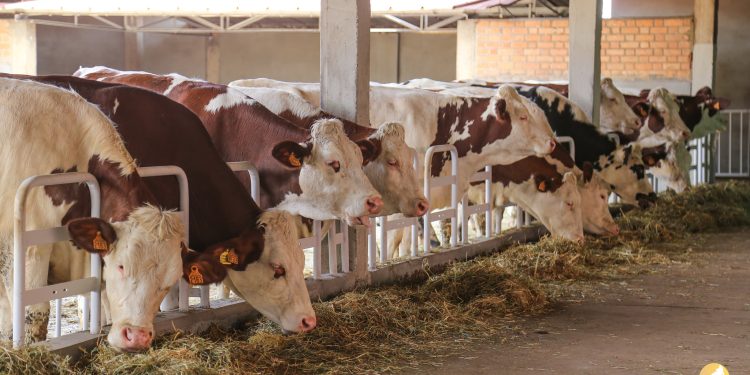 EPIZOOTIE – Les bovins du Vakinankaratra atteints d&rsquo;hémoparasites, selon le ministère de l&rsquo;Agriculture et de l&rsquo;élevage