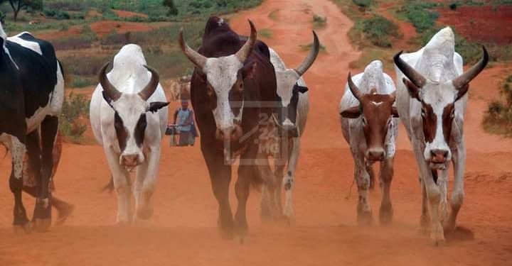 GREVE– Le syndicat des docteurs vétérinaires maintient la suspension des signatures des fiches individuelles des bovidés