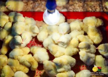 ELEVAGE – Andry Rajoelina prône le développement de l’aviculture pour améliorer la consommation de protéine à Madagascar