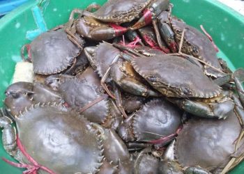 PÊCHE – La société civile dénonce toute velléité d&rsquo;abrogation de la récente décision ministérielle portant attribution de quotas d’exportation de crabes de mangroves pour 2022