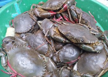 PECHE – 4.750 tonnes de crabes Scylla serrata à exporter pour 2022, réparties entre 32 exportateurs, indique le ministère de la Pêche et de l’économie bleue