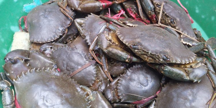 PECHE – 4.750 tonnes de crabes Scylla serrata à exporter pour 2022, réparties entre 32 exportateurs, indique le ministère de la Pêche et de l’économie bleue