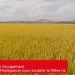 AGRICULTURE – Les propositions du Groupement des entreprises de Madagascar pour soutenir la filière riz