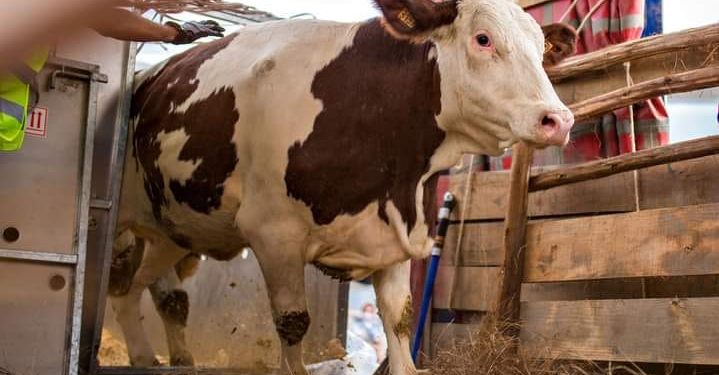 ELEVAGE – Les autorités proposent la vache laitière importée à 10 millions d&rsquo;ariary l&rsquo;unité