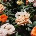 JARDINAGE – A la saison des pluies, plantons des arbres, cultivons des fleurs