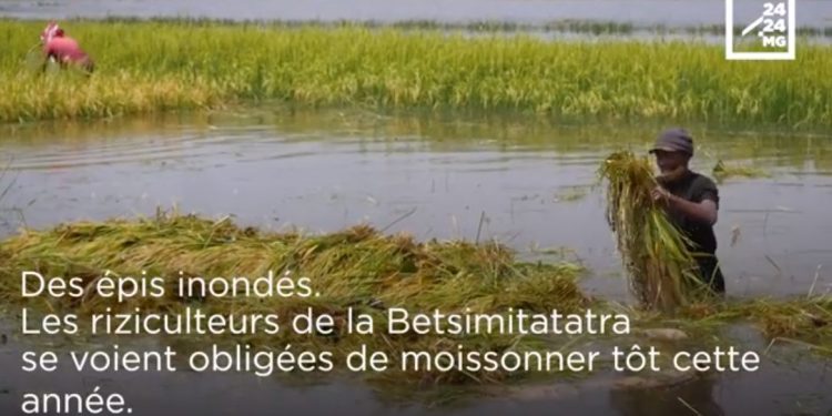 RIZICULTURE – Les soucis des paysans face à la montée des eaux.
