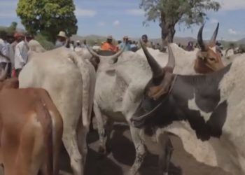 EPIZOOTIE – La maladie diarrhéique bovine qui menace la Grande île en onze questions