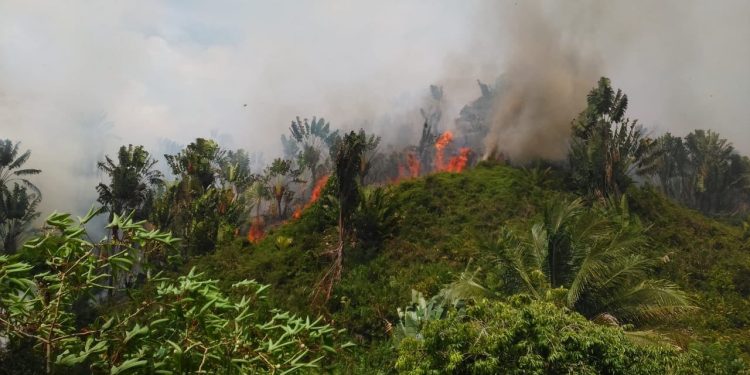 INCENDIE – Près de 100 ha de forêts ravagées par le feu hier à Ankazomiadidy Soanierana Ivongo