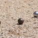 PETANQUE – Seuls les joueurs participants au championnat de Madagascar pourront intégrer l&rsquo;équipe nationale, martèle le président de la Fédération de sport boules