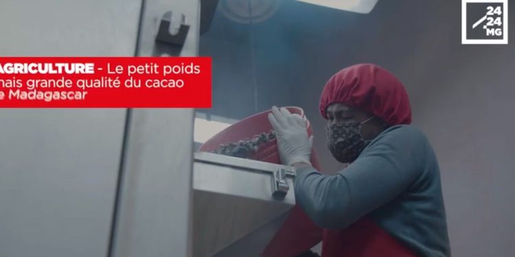 AGRICULTURE – Le petit poids mais grande qualité du cacao de Madagascar