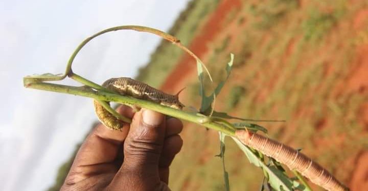 AGRICULTURE – Les autorités misent davantage sur la lutte biologique contre les chenilles voraces dans le Sud et appellent au soutien technique et financier des partenaires