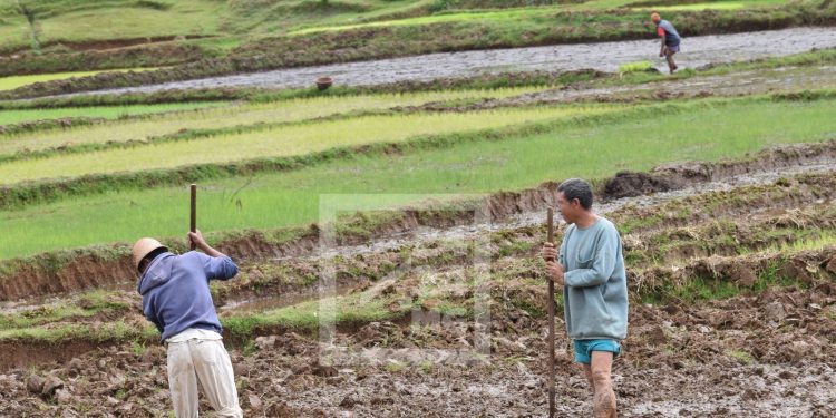 DEVELOPPEMENT RURAL – Le Fonds international de développement agricole accorde un prêt concessionnel de 83,5 millions de dollars pour Madagascar