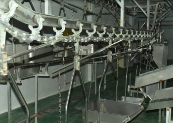 ELEVAGE – Un abattoir pour petits ruminants capable de traiter 1.000 têtes par jour à Ambanitsena