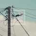 ENERGIE – La Jirama recourt à nouveau au délestage tournant d&rsquo;électricité pour cause de travaux sur les groupes d&rsquo;Andekaleka et de pannes sur les centrales thermiques d&rsquo;Ambohimanambola