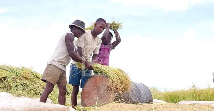 INFLATION – Le ministre en charge du Commerce dit refuser tout plafonnement du prix du riz local, il espère une baisse de ce prix avec l&rsquo;arrivée de la période des moissons