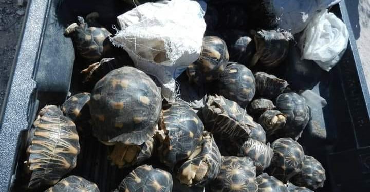 TRAFIC – Des tortues collectées de façon illicite saisies à Ampanihy