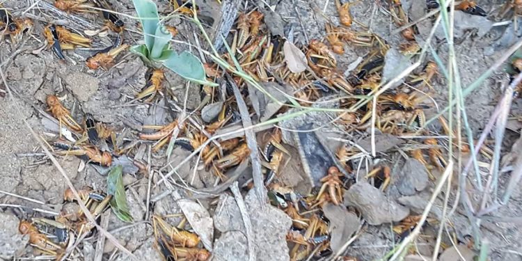 AGRICULTURE – Plus de 26.000 ha de surface agricole touchée par les criquets selon le ministre de l’Agriculture et de l’élevage qui parle d’une situation d’alerte et non d’urgence