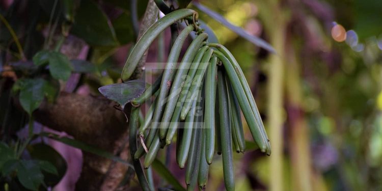 INSECURITE – Une soixantaine de personnes soupçonnées de vol de gousses de vanille passent devant la Justice à Fénérive Est