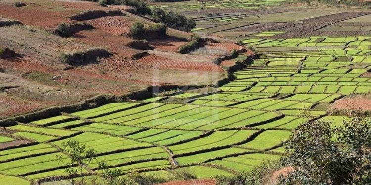 MENACE DE CRISE ALIMENTAIRE – Les pays africains encouragés à produire leurs propres denrées, Madagascar ambitionne d’être le grenier à riz de l’Afrique et de l’océan Indien