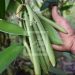 AGRICULTURE – Des associations et des coopératives de planteurs de vanille de la Sava et d’Analanjirofo réclament l’augmentation du nombre de leurs représentants au sein du Conseil national de la vanille afin de mieux faire entendre leur voix