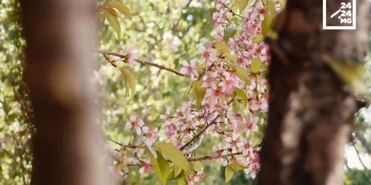 CULTURE – Célébrer le Hanami dans le jardin de la résidence du Japon