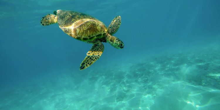 INTOXICATION ALIMENTAIRE – 10 personnes dont des enfants et des nourrissons trouvent la mort après avoir consommé de la viande de tortue de mer dans le quartier de Lovobe à Morondava