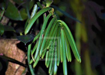 AGRICULTURE – La production de vanille en baisse dans la Sava, témoignent les producteurs