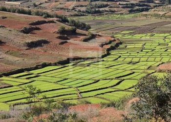 INCLUSION FINANCIÈRE – Un projet pilote d’assurance agricole pour le riz, le maïs, la vanille et le girofle prévu à partir du début de l’année prochaine
