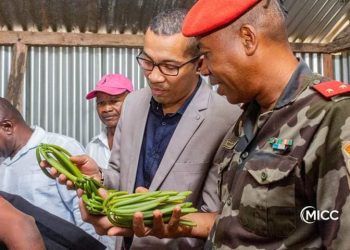 COMMERCE – Un opérateur de Nosiarina, Sambava, se dit prêt à acheter toute la production de vanille verte de Belamatra au prix plancher de 75.000 ariary