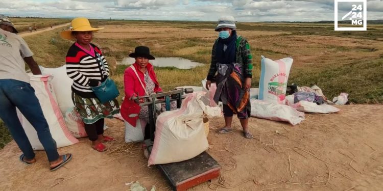 AGRICULTURE – Cri d’alarme des paysans : le kilo du paddy à seulement 1.300 ariary
