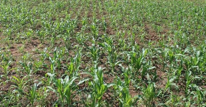 AGRICULTURE – 500 ha de terrain dans le Vakinankaratra pour produire du maïs afin d’approvisionner la banque alimentaire dans l’Androy, selon le ministère de l’Agriculture et de l’élevage