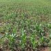 AGRICULTURE – 500 ha de terrain dans le Vakinankaratra pour produire du maïs afin d’approvisionner la banque alimentaire dans l’Androy, selon le ministère de l’Agriculture et de l’élevage