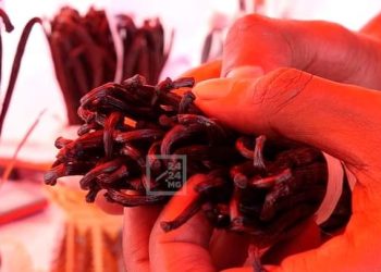 COMMERCE – L’État fixe un prix plancher de 500.000 ariary le kilo pour la vanille préparée