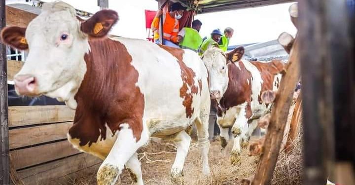 ELEVAGE – Une formation des éleveurs et des terrains à octroyer pour accueillir les 1.000 vaches laitières et 1.200 petits ruminants annoncés par le Conseil des ministres, selon le ministère de l’Agriculture et de l’élevage