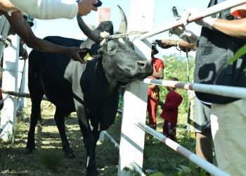 FILIÈRE BOVINE – 14.675 boucles électroniques à poser dans les districts de Tolagnaro et d’Amboasary Sud pour l’identification et la traçabilité des bovidés